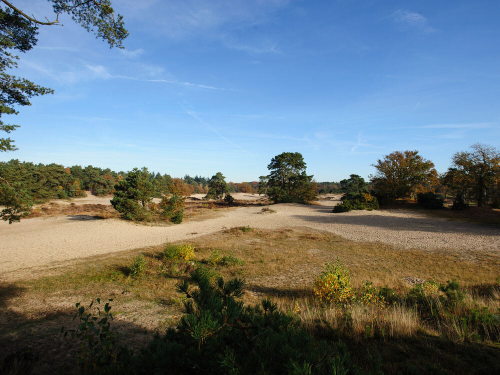 Zandvlakte met heide en bomen in de Soester Duinen bij Soest op een zonnige herfstdag
