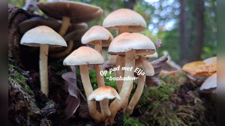 Herfst Bosbadentraject (Shinrin-Yoku) | 5x — natuur in Soest