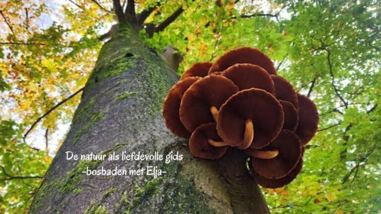 Herfst Bosbad (Shinrin-Yoku) Soesterduinen | Kom Onthaasten! — natuur in Soest
