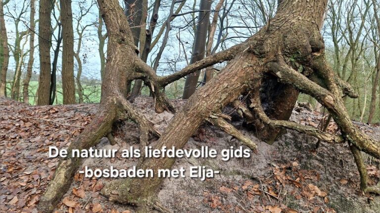 Vroege Winter Bosbadentraject (Shinrin-Yoku) | 5x — natuur in Soest