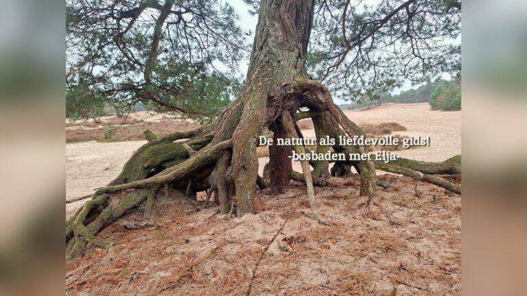 Bosbad (Shinrin-Yoku) Soesterduinen | Kom Onthaasten! — natuur in Soest